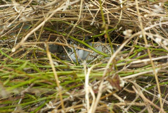 Weegee hiding in the sticks