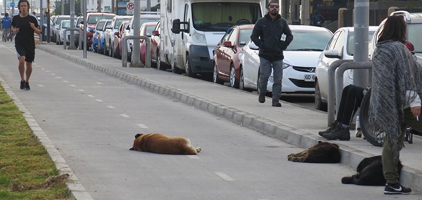 dogs asleep on bike path
