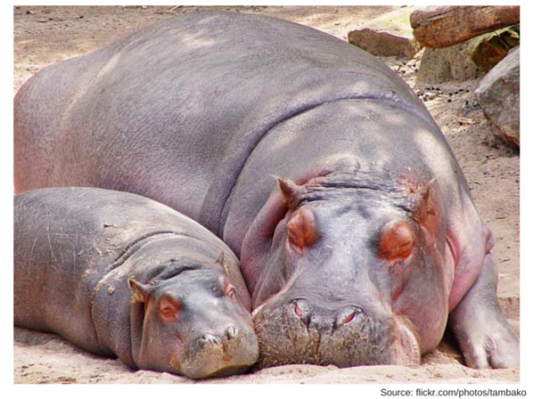 hippos go into sleep mode