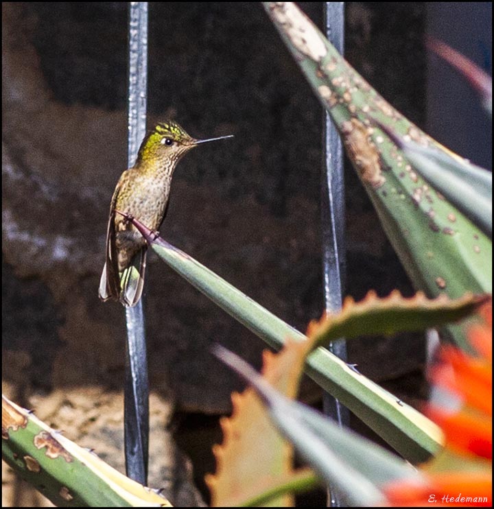 hummingbird
