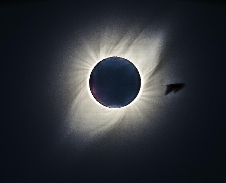 gull passing by eclipsed sun